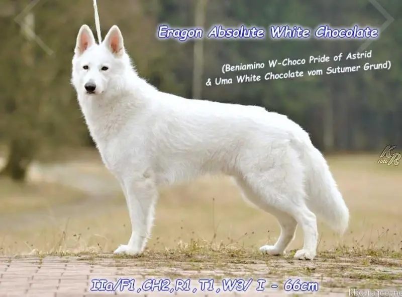 Absolute White Chocolate Eragon