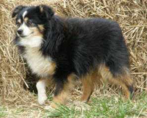 TMR Mayes' Little Helmie