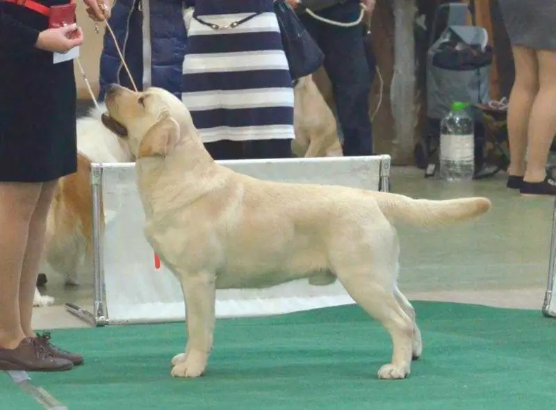 Labramarine Jupiter Junior