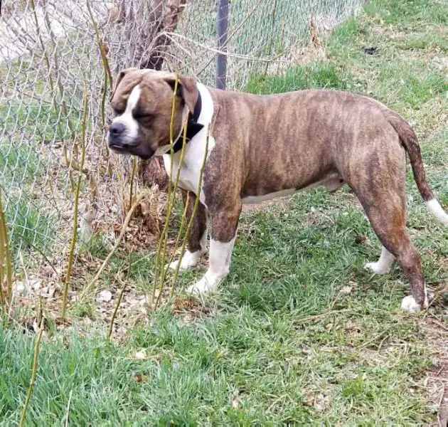 Polos soldiers “Polo” of Chappell’s