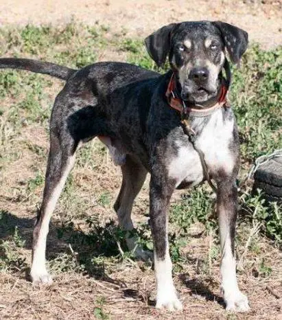 SHCH Snow's Blue Wolf