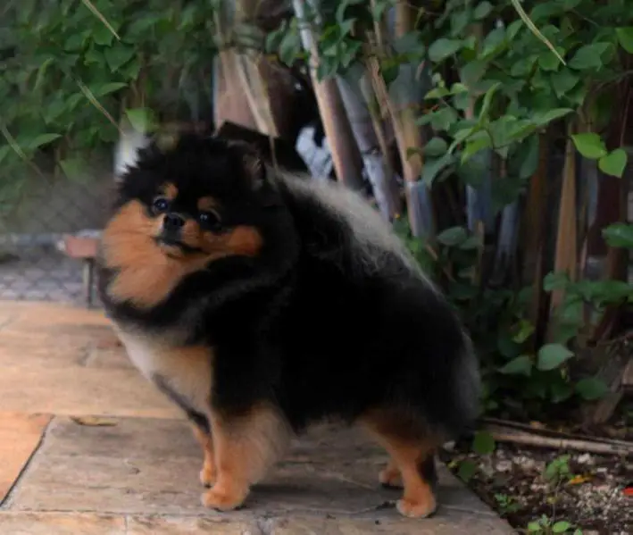 Le-Vendosk Talking Bla-Bla-Bla