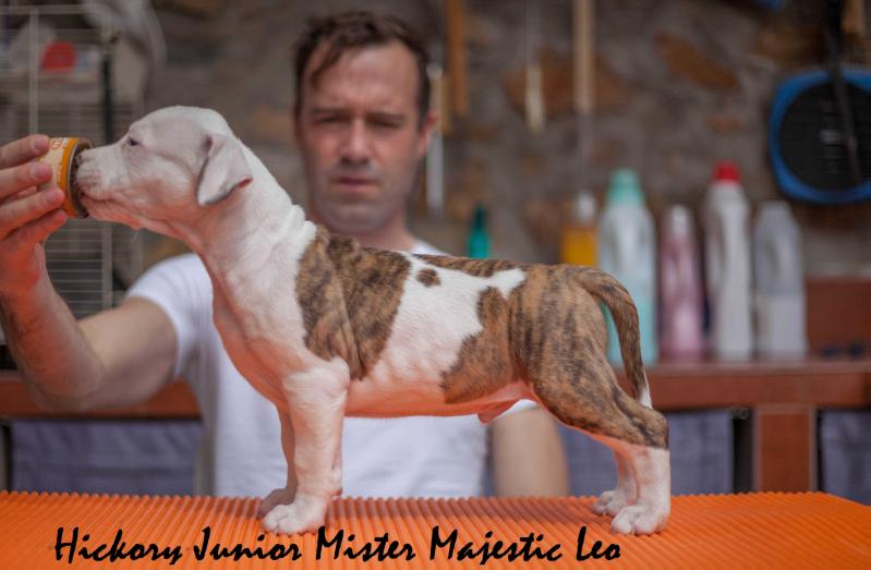 Hickory Junior Mister Majestic Leo