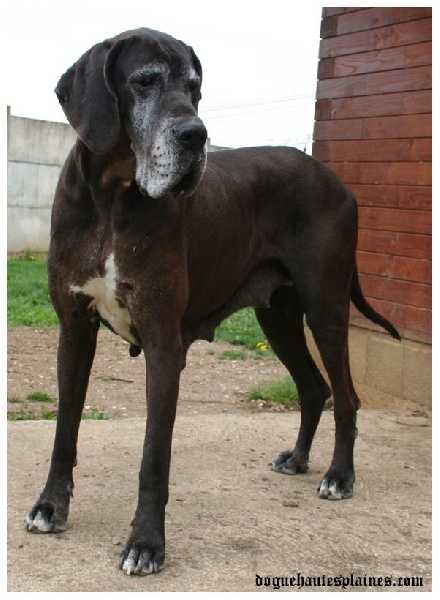 Chloris d’Iskandar