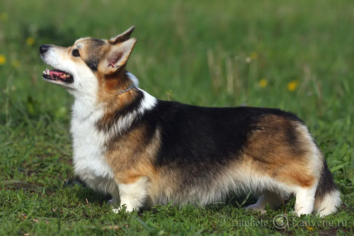 Ch J RUS, CH RUS, RKF, UKR Lisja Staja Ledentsovaya Caramel