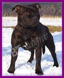 El Camino Mat-Staff Komisarz