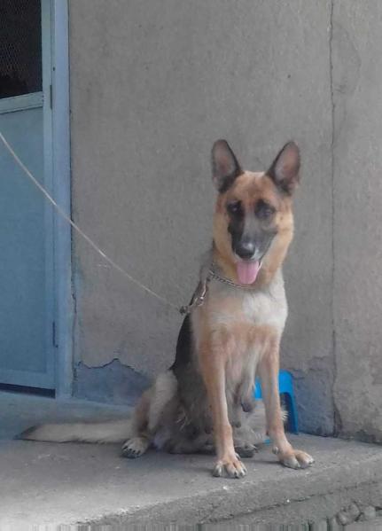 VV1 (PH) Falka of Queen City