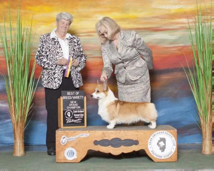 GCH CH AM FR LU ES INT. CH Caamora Shamquin Hot Couture