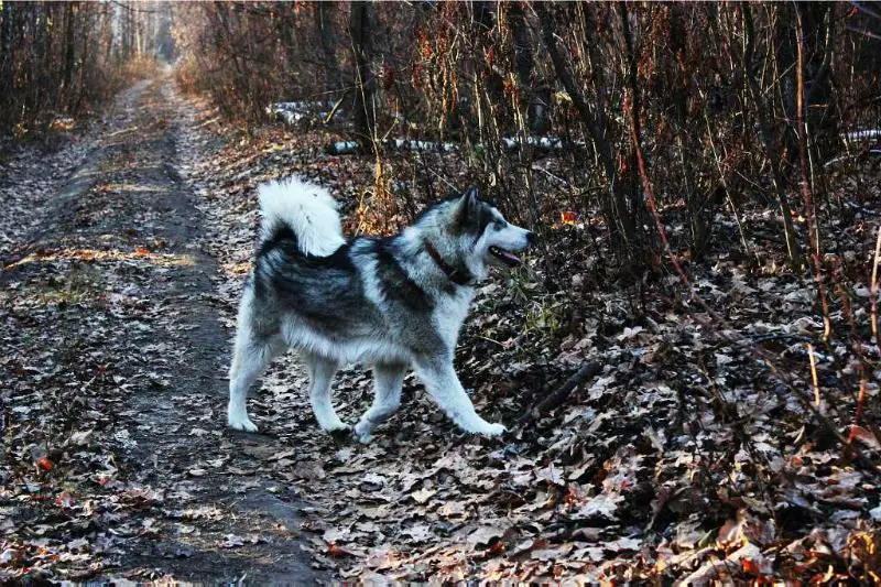 TASTE OF VICTORY SHARMEL SNOW FEHER