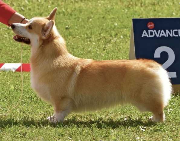 JCH RU FEST HAUER BEYONSE