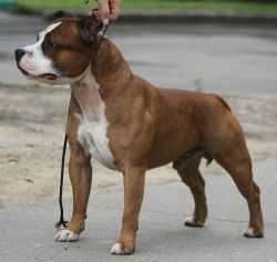 Earthquake Staffs El Vakilla