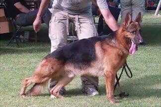 Iron vom Hunter Dog