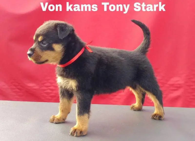 Von Kams Tony Stark