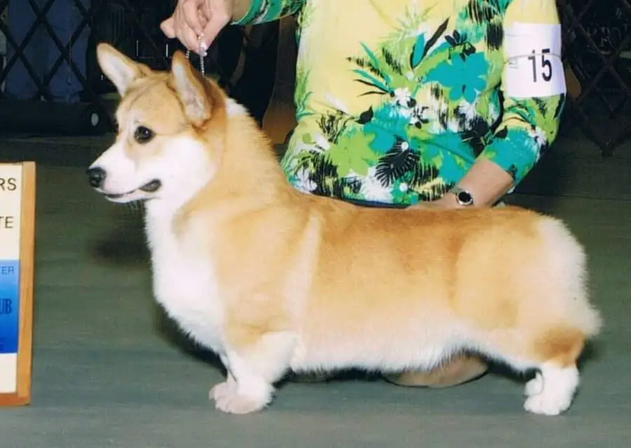 Honeyfox Red My Mind