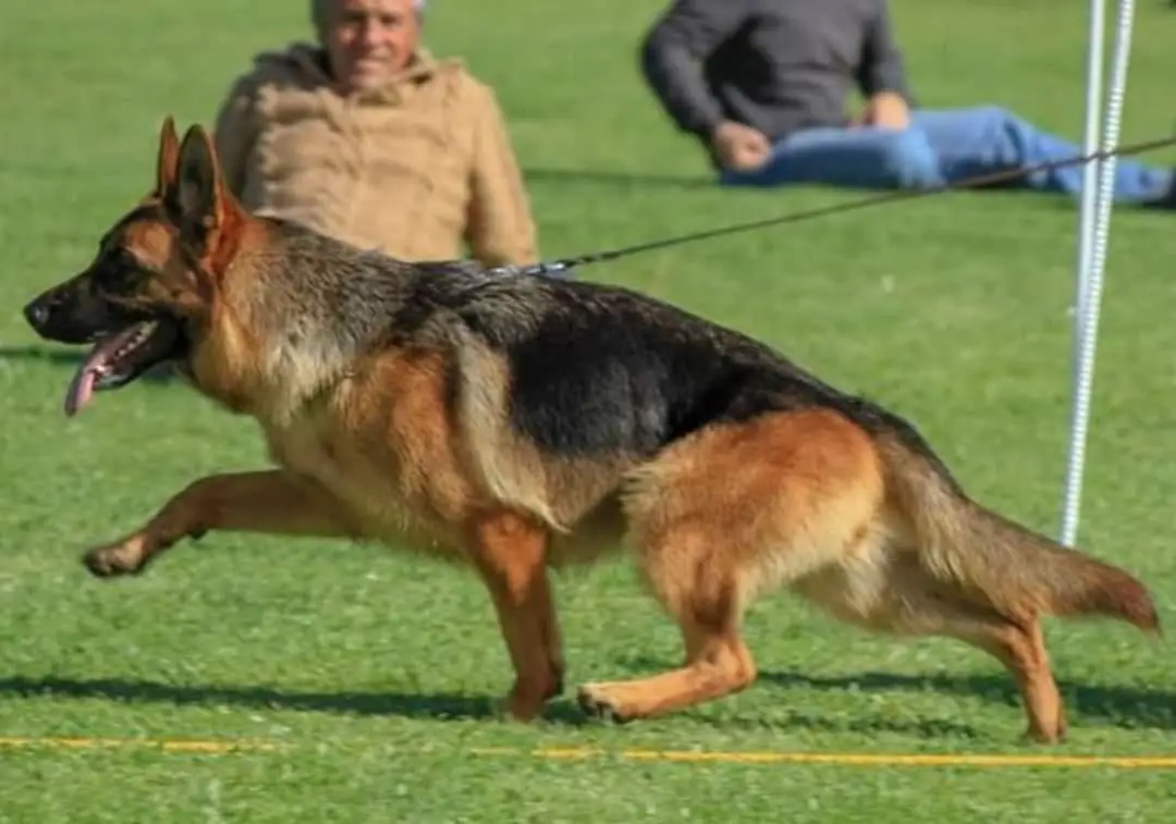 Lisa Marie Simpson De Guillavescann