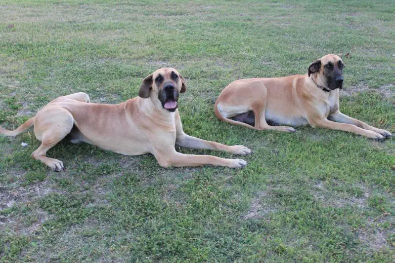 Addison of Southfork Danes