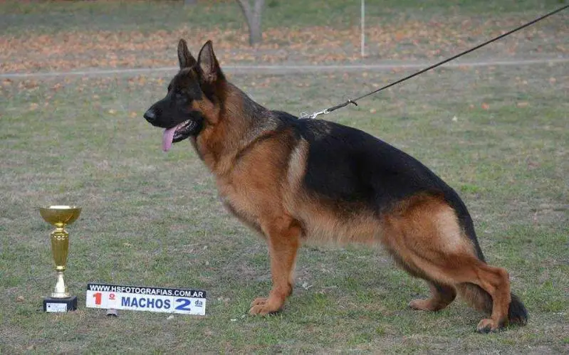 MIRKO VON DREILAENDERECK