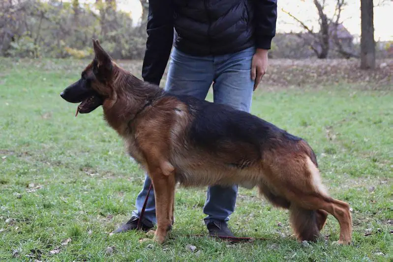 JCH NORBO aus GLJUKKJUSTE