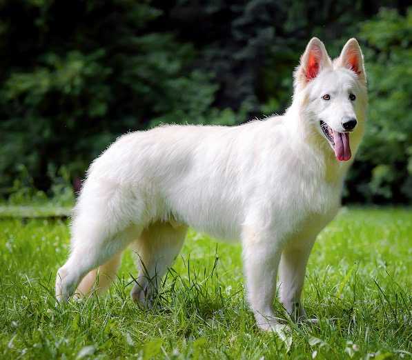 Shamir Ardi la Blancpapilio