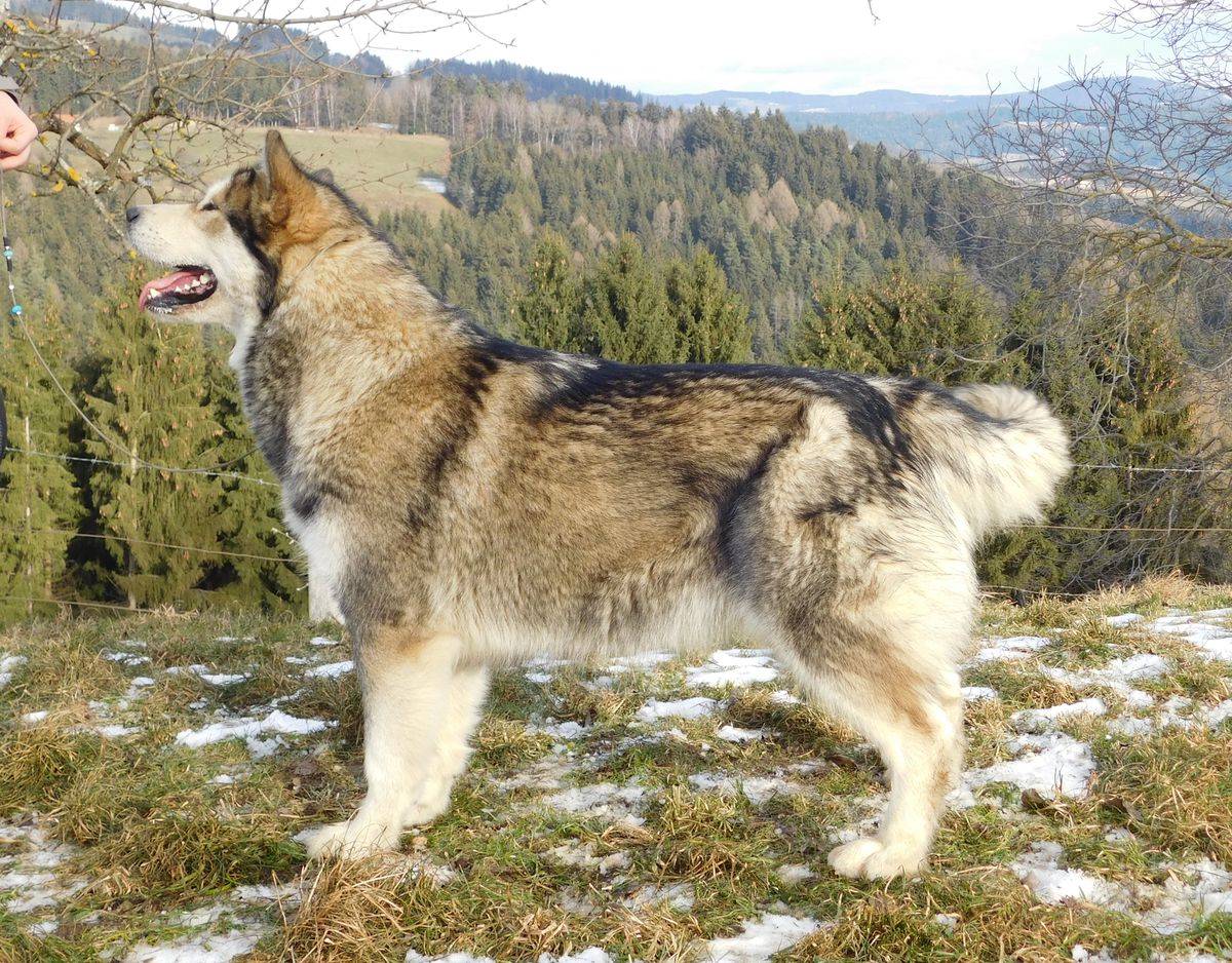 Crown For Django´s Malamute Sanctuary