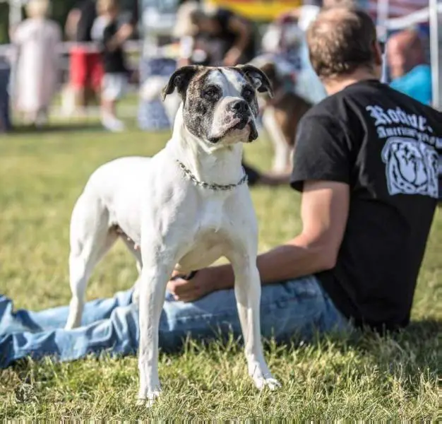 Little Devils Arizona