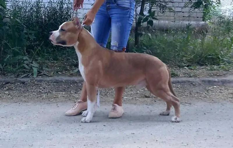 CH R, CHRKF Richard Lvinoe Serdce