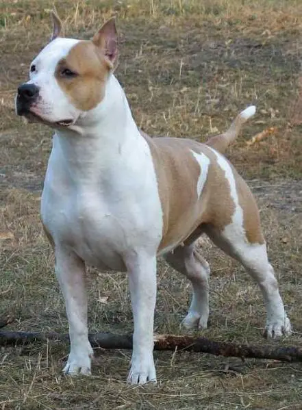 2 CACIB,12 CAC Kait Classik Antalia