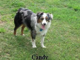 HERDDOGIES SIZZLN EYE CANDY