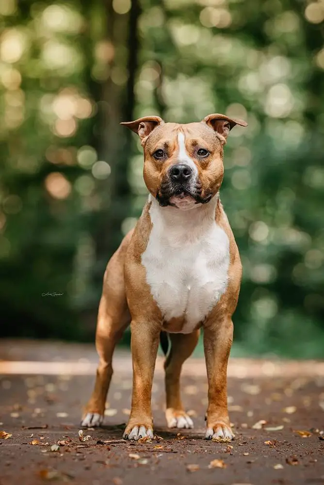 Kast champion, Poland champion Bandy Amstaff Teplice