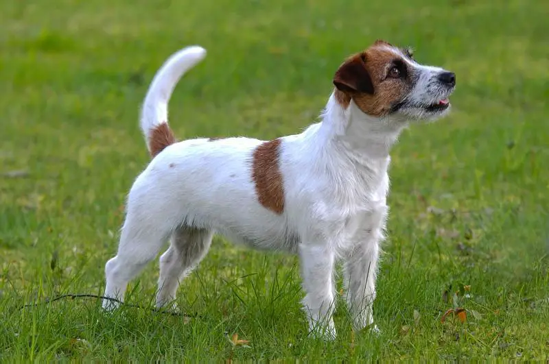 CH.PL CH.MK POLA Półdiable FCI