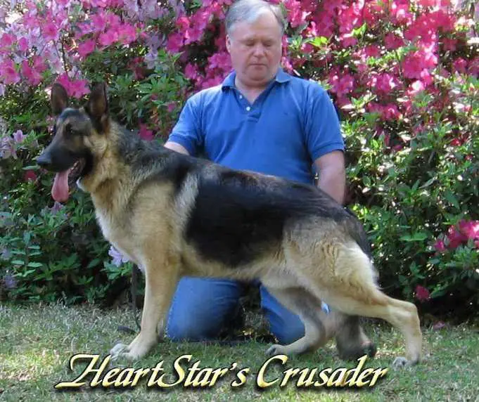 HeartStar's Crusader