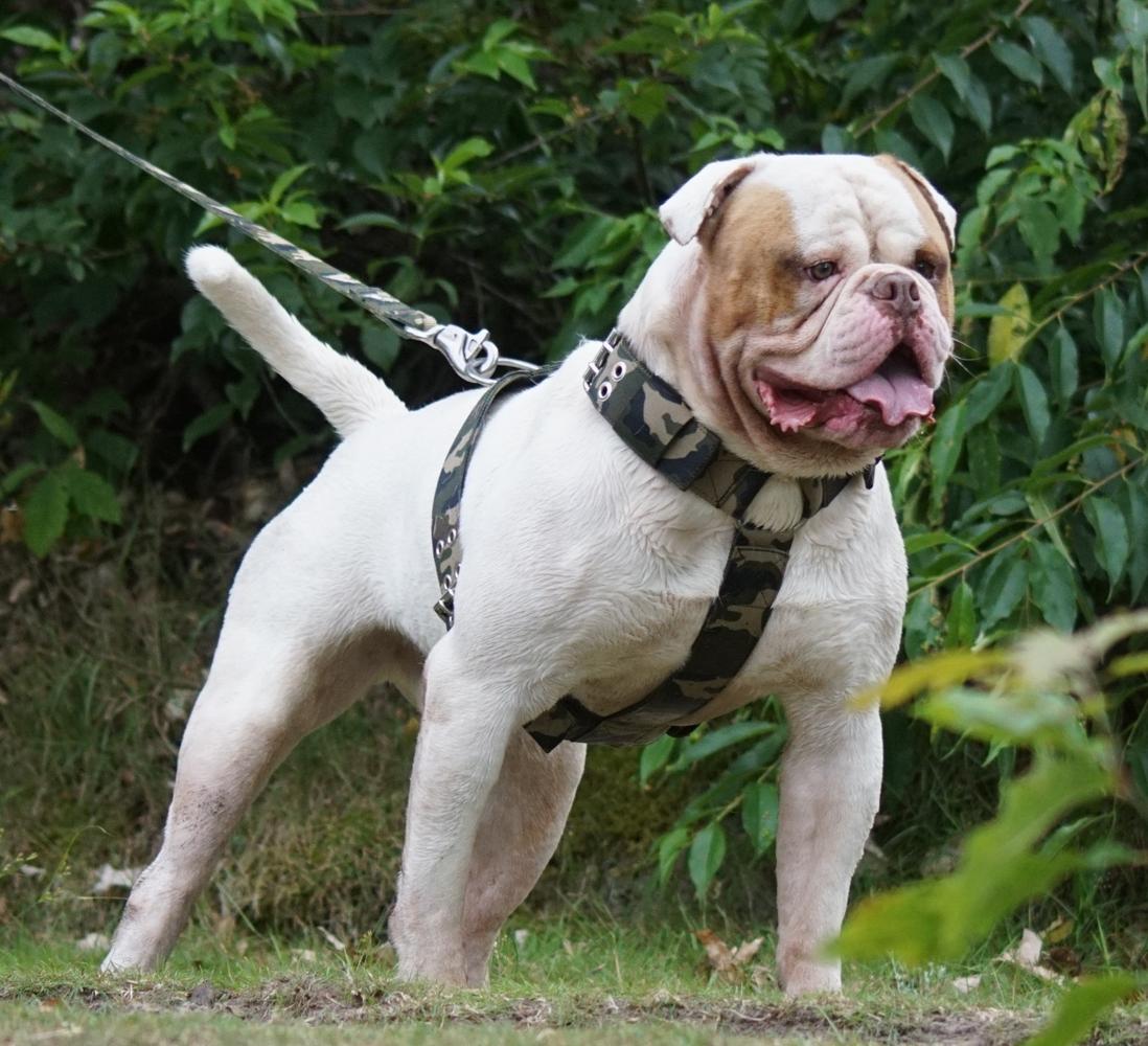 Bulletbulls Murdock aka E.T.