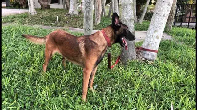 Quiny Perle De Tourbiere