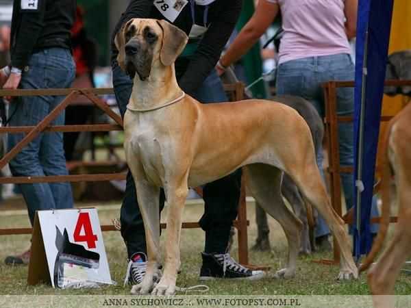 Number Rendog