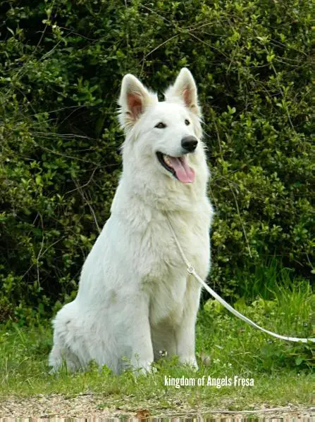 Kingdom of Angels Fresa