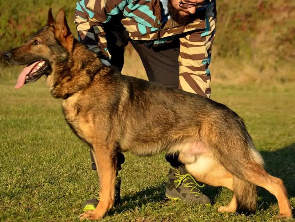 Iannys z Lomeckeho Polesi