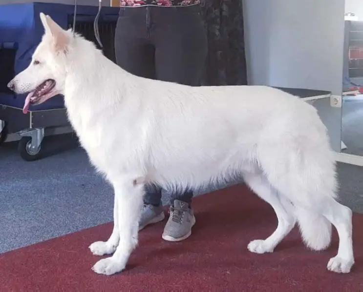 C.I.B.,BE Ch.,Dt. Ch. VDH, GW 19, DJCH VDH, DJCH RWS, BEJCH Sundar vom Sutumer Grund