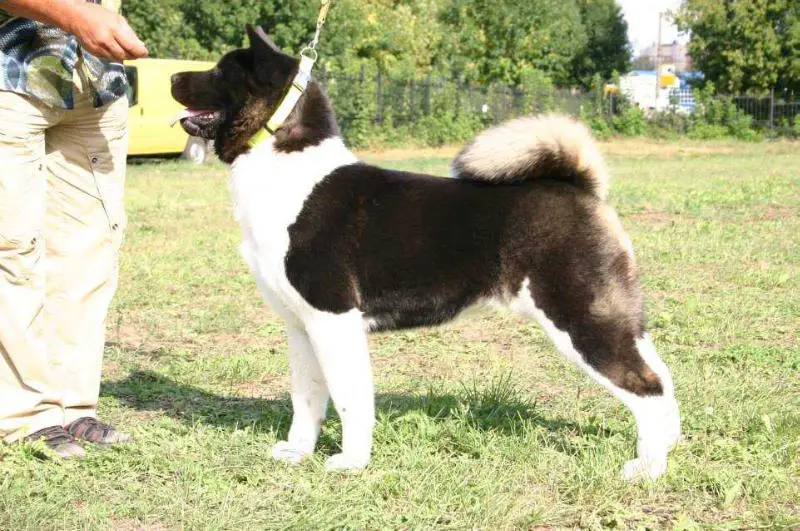 RUS/RKF CH, RUS JCH Riya Queen Doro Dalkamo