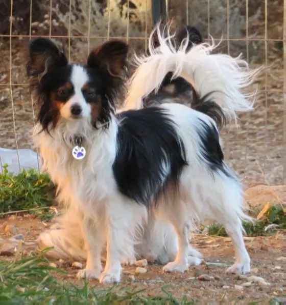 Wind Dancer Calla Lily