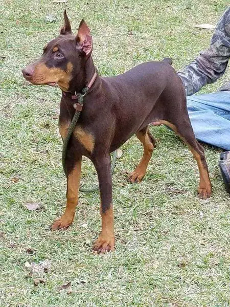 Calbos Princess Cinnamon