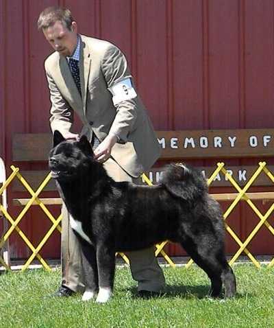 AKC GCH Absolute Second Chance At Bearcastle