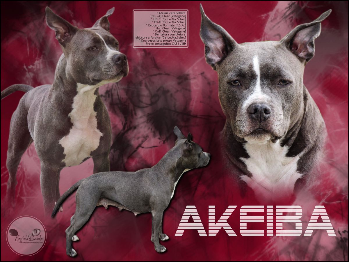 Akeiba