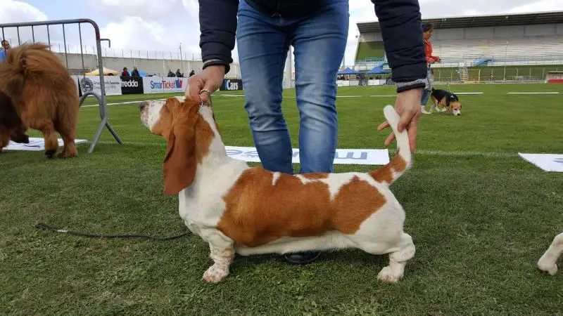 Terra d'Orfili Grande Ida