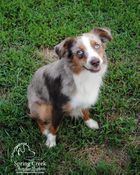 CH 2 Anita's Lil Carter of Spring Creek