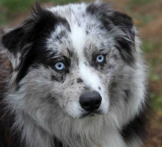 Timberline's Captain America