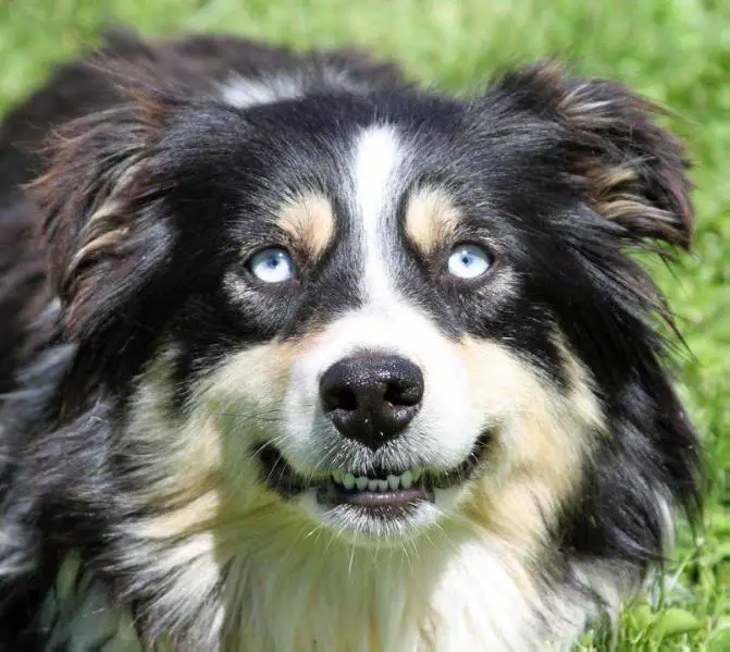Timberline's Blue Eyed Natasha