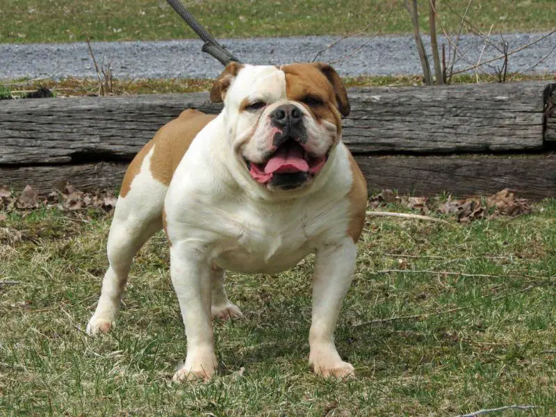 Nuyorican Bulldogges Champ