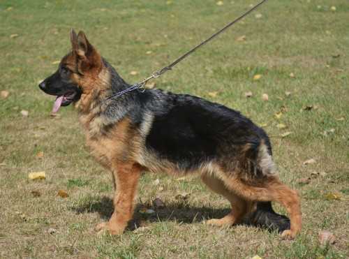 Bacara Aj-Pe Bohemia