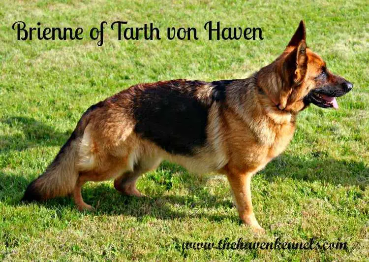 Brienne Of Tarth Von Haven