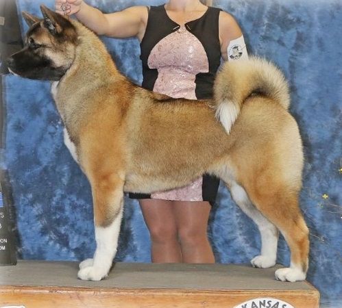 BIS UKC/AKC CH Dream Hi's Once In A Blue Moon